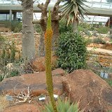Aloe broomii (small quantity)